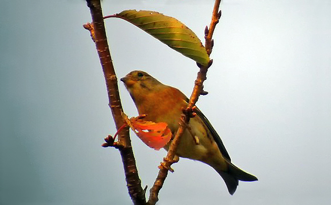 Brambling
