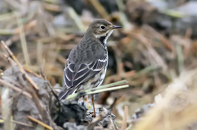 Buff-bellied Pipit
