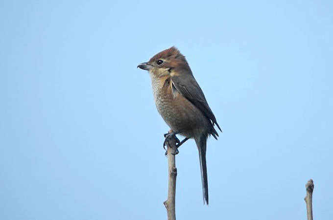 Bull-headed Shrike