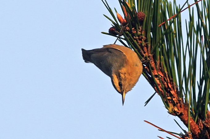 Chinese Nuthatch