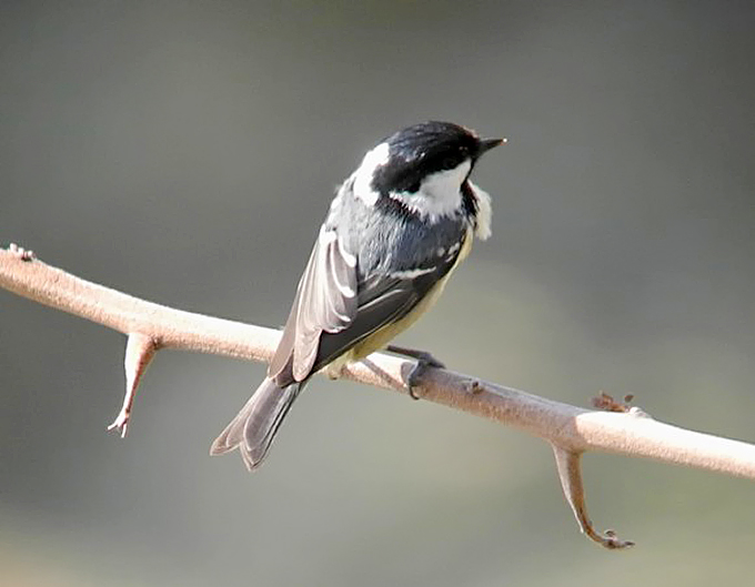 Coal Tit