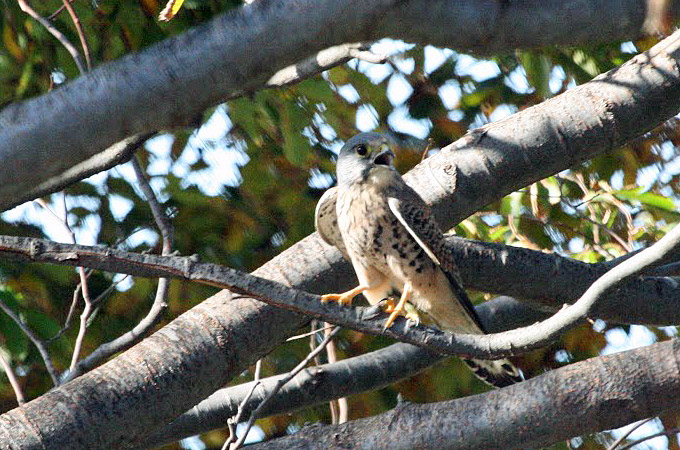 Common Kestrel