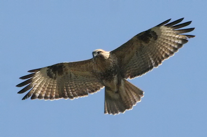 Eastern Buzzard