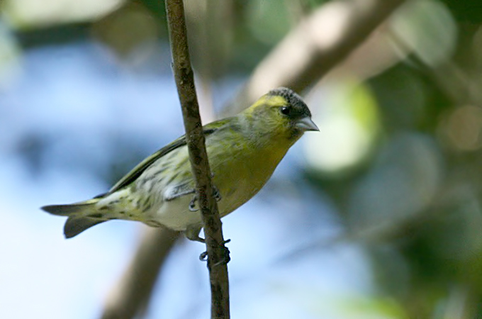 Eurasian Siskin