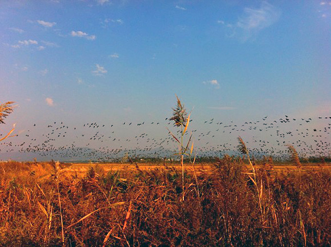 Large flock of geese taking flight.