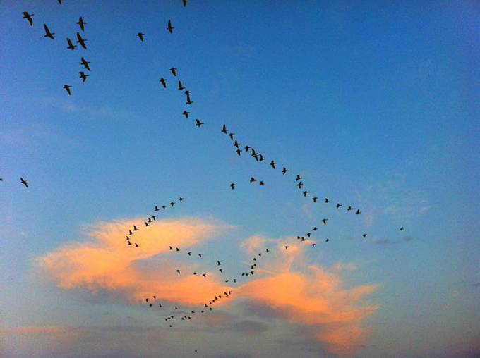 Geese in flight.