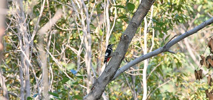 Great Spotted Woodpecker