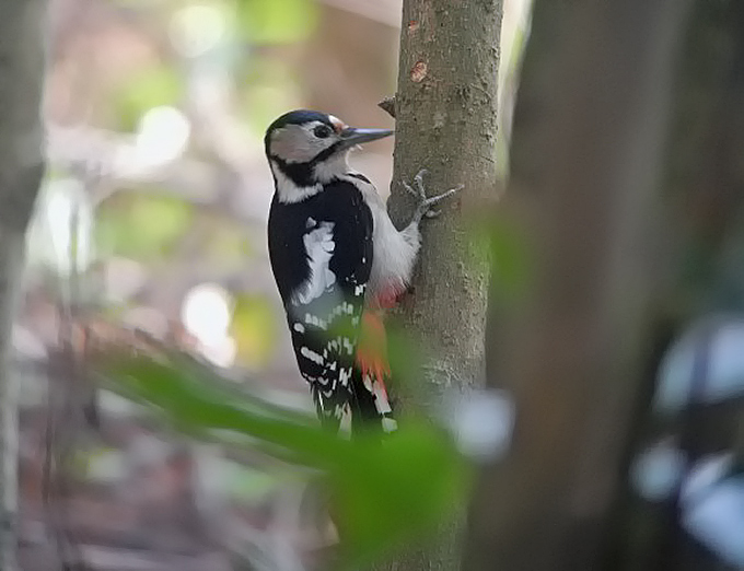 Great Spotted Woodpecker