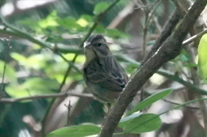 Grey Bunting