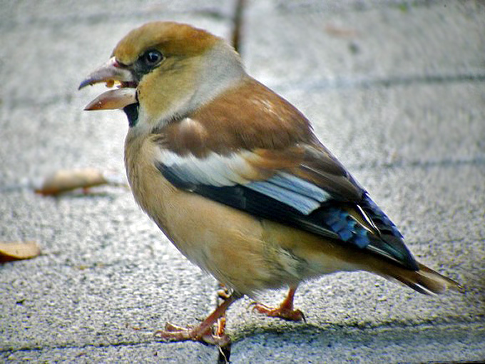 Hawfinch