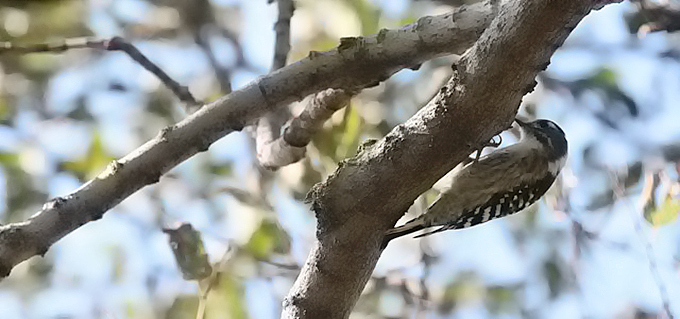Japanese Pygmy Woodpecker