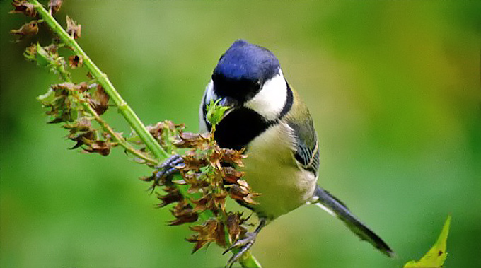 Japanese Tit