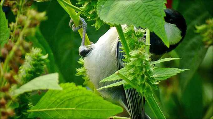 Japanese Tit