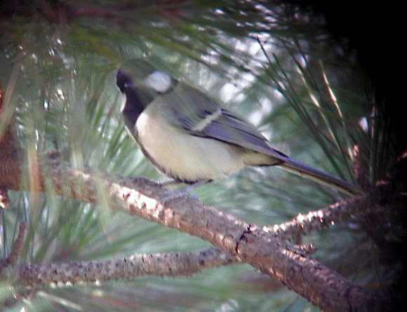 Japanese Tit