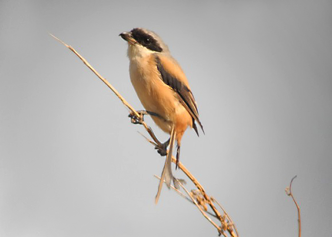 Long-tailed Shrike