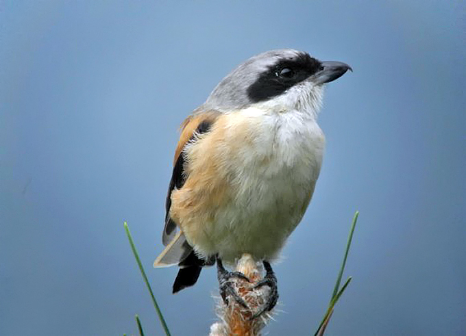 Long-tailed Shrike