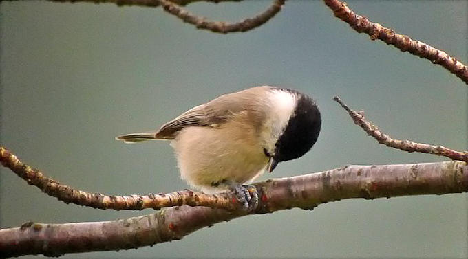 Marsh Tit