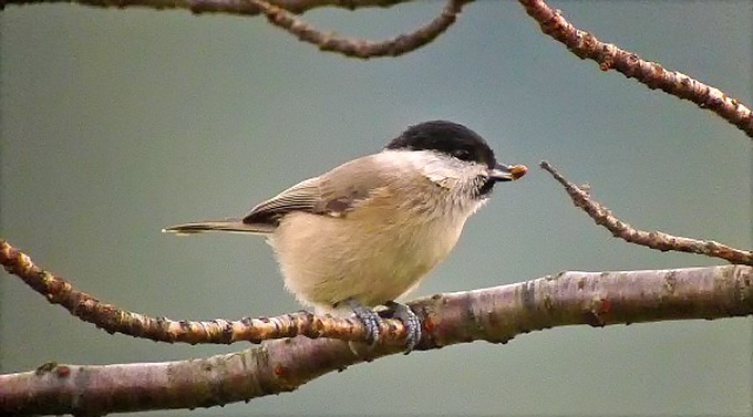 Marsh Tit