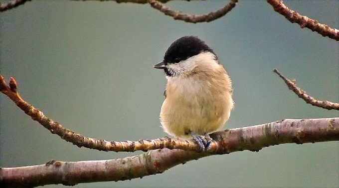 Marsh Tit