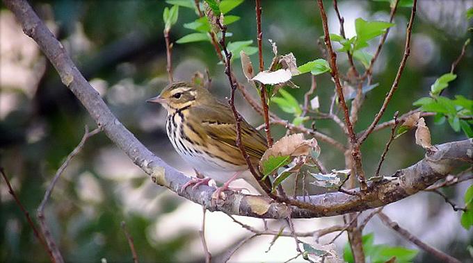 Olive-backed Pipit