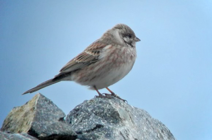 Pine Bunting