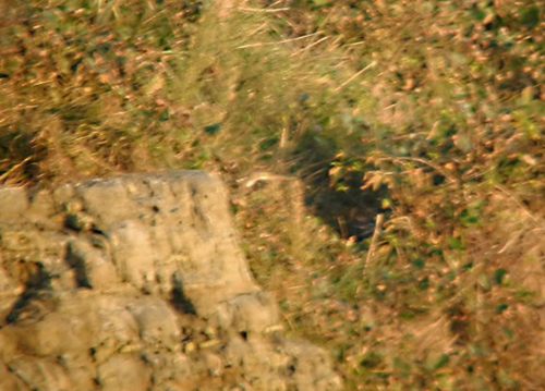 Purple Heron