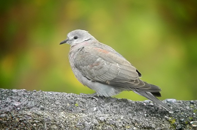 Red Turtle Dove
