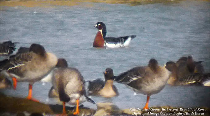 Red-breasted Goose