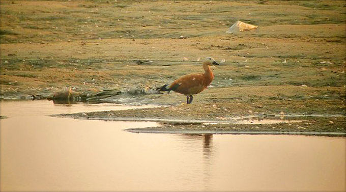 Ruddy Shelduck