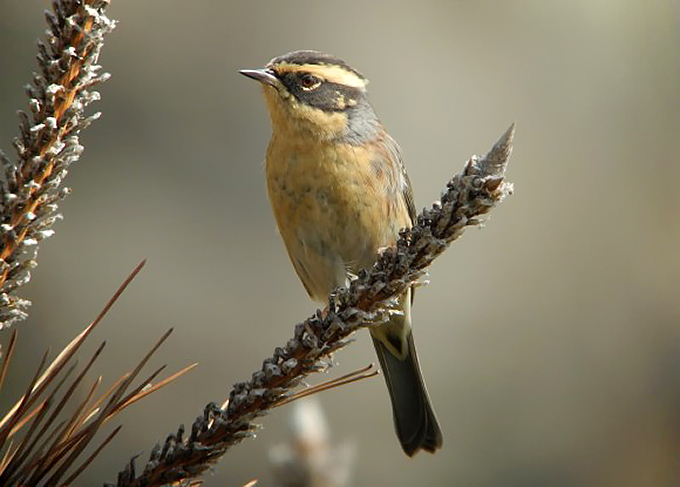 Siberian Accentor