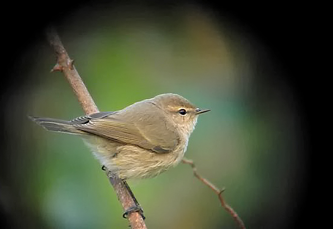 Siberian Chiffchaff