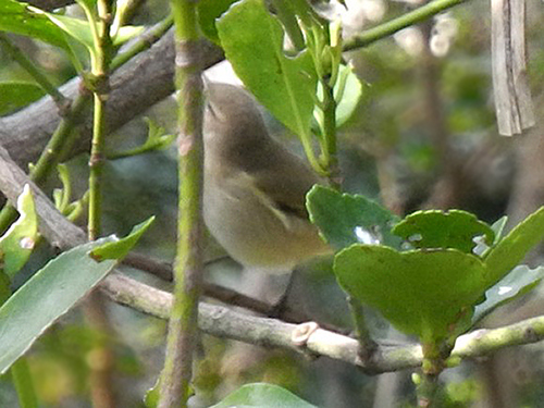 Siberian Chiffchaff