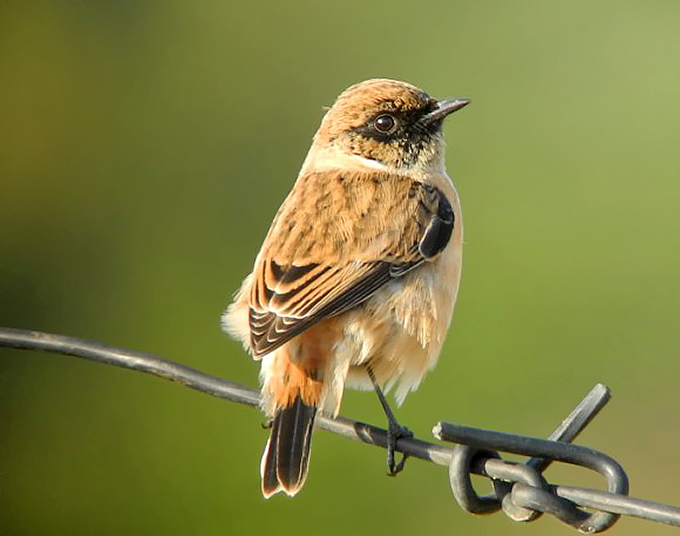 Siberian Stonechat