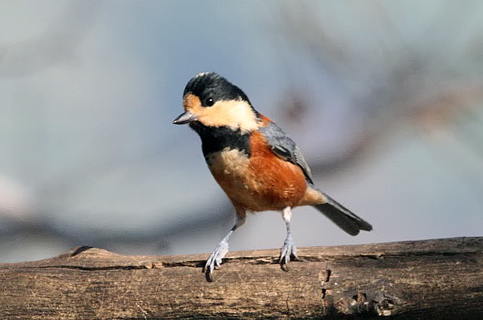 Varied Tit