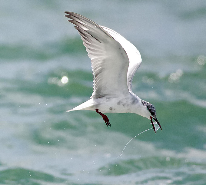 Whiskered Tern
