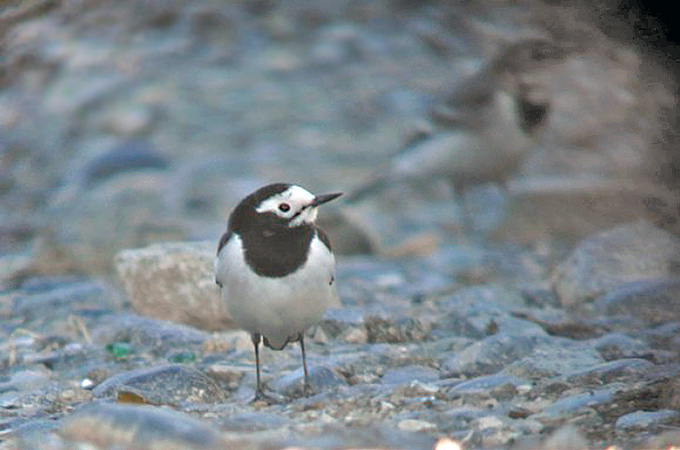 White Wagtail