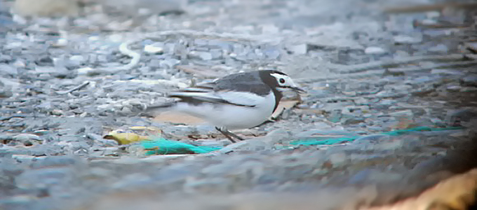 White Wagtail