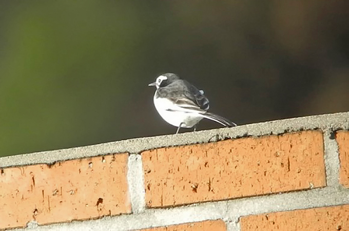 White Wagtail