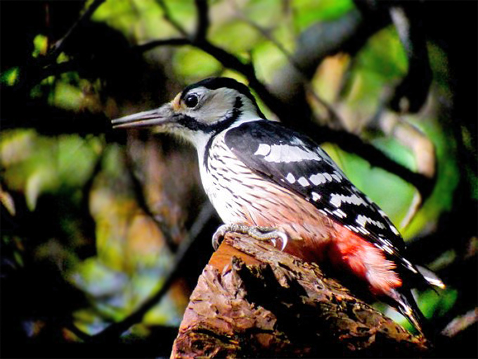 White-backed Woodpecker