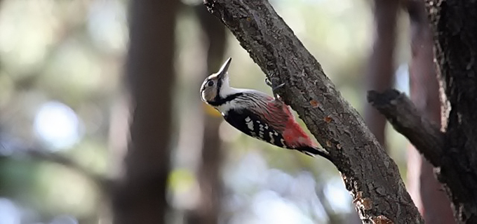 White-backed Woodpecker