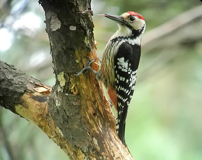 White-backed Woodpecker