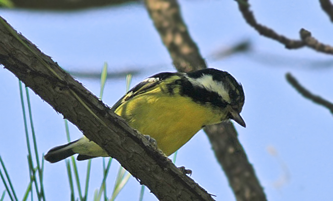 Yellow-bellied Tit