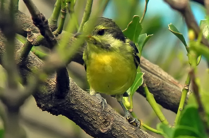 Yellow-bellied Tit