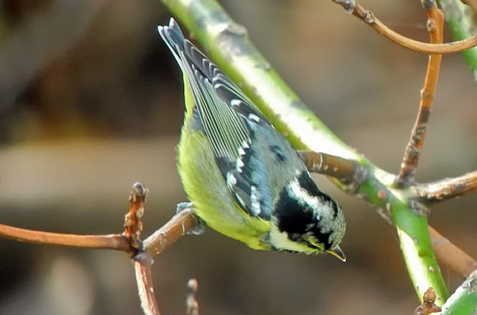 Yellow-bellied Tit