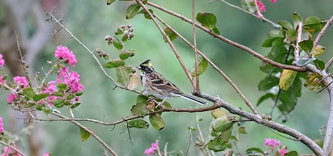 Yellow-throated Bunting