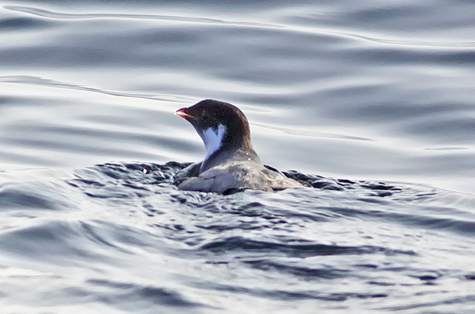 Ancient Murrelet