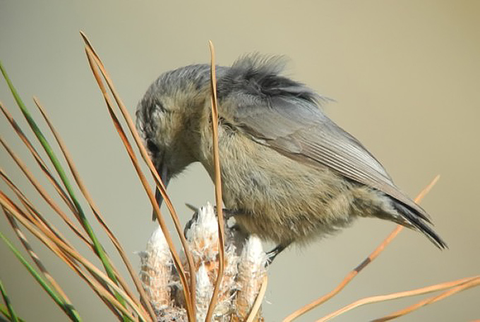 Chinese Nuthatch