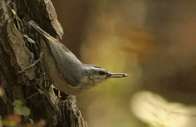 Chinese Nuthatch