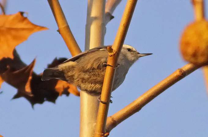 Chinese Nuthatch
