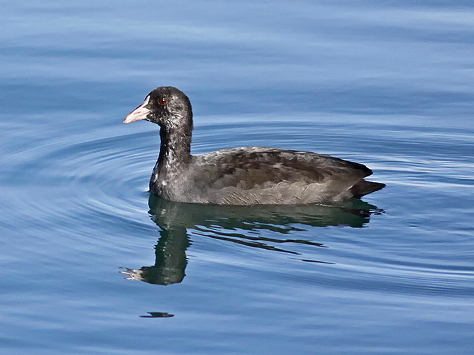 Eurasian Coot